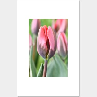 Tulipa &#39;Pretty Princess&#39; Triumph Group Tulip Posters and Art